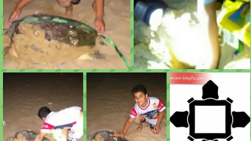 حفاظت از لاکپشت های منقار عقابی جزیره هنگام